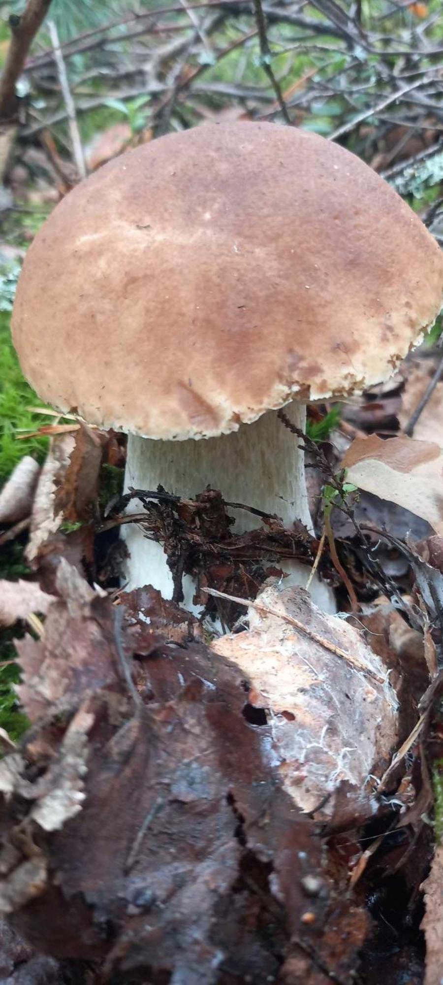Holenderki Na Zielonych Wzgorzach, Ferienhaus *